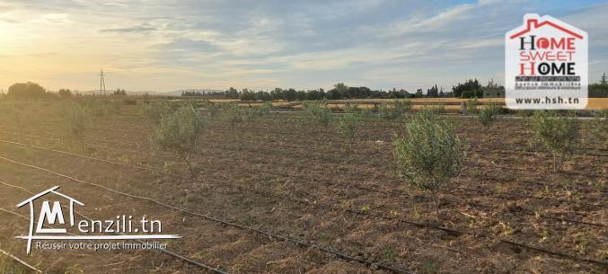 Terrain Agricole Jemma à Vendre à Béjaoua
