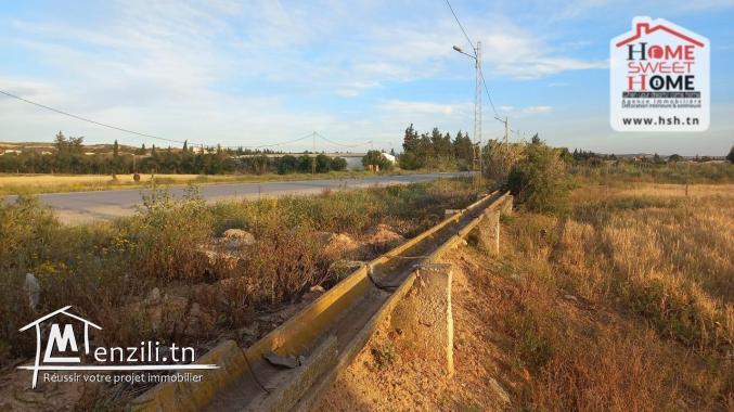 Terrain Agricole Jemma à Vendre à Béjaoua