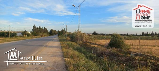 Terrain Agricole Jemma à Vendre à Béjaoua