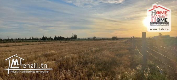 Terrain Agricole Jemma à Vendre à Béjaoua