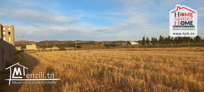 Terrain Agricole Jemma à Vendre à Béjaoua