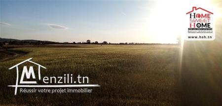 Terrain Agricole Jastin A Vendre A borj Touil