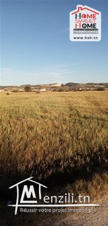 Terrain Agricole Jastin A Vendre A borj Touil