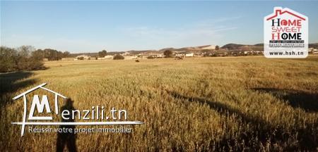 Terrain Agricole Jastin A Vendre A borj Touil