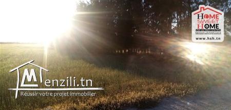 Terrain Hunday A Vendre A Borj Touil