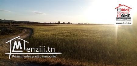 Terrain Hunday A Vendre A Borj Touil