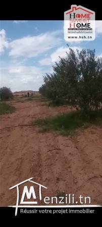 Terrain Agricole Wallis à Vendre à Sidi Aich