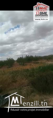 Terrain Agricole Wallis à Vendre à Sidi Aich