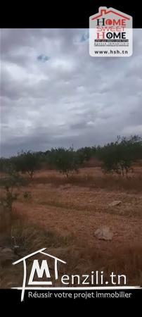 Terrain Agricole Wallis à Vendre à Sidi Aich