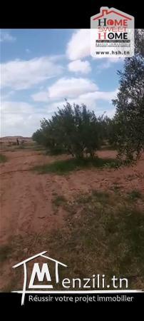 Terrain Agricole Wallis à Vendre à Sidi Aich