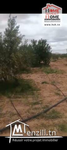 Terrain Agricole Zelina à Vendre à Sidi Aich