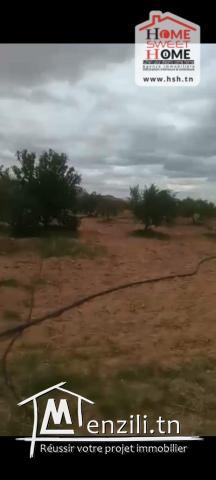 Terrain Agricole Zelina à Vendre à Sidi Aich