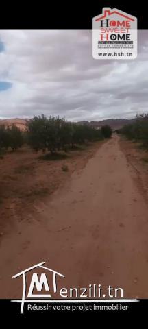 Terrain Agricole Zelina à Vendre à Sidi Aich