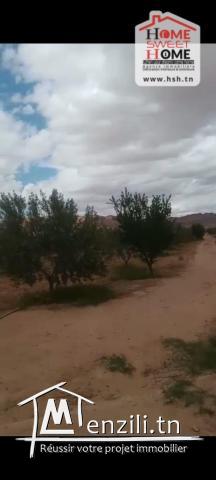 Terrain Agricole Zelina à Vendre à Sidi Aich