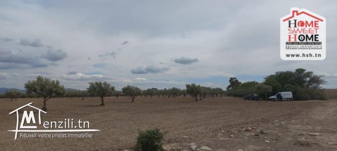 Terrain Agricole Elga à Vendre d'EL Fahs