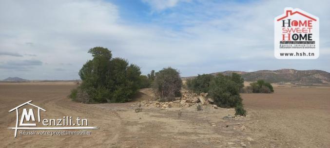 Terrain Agricole Elga à Vendre d'EL Fahs