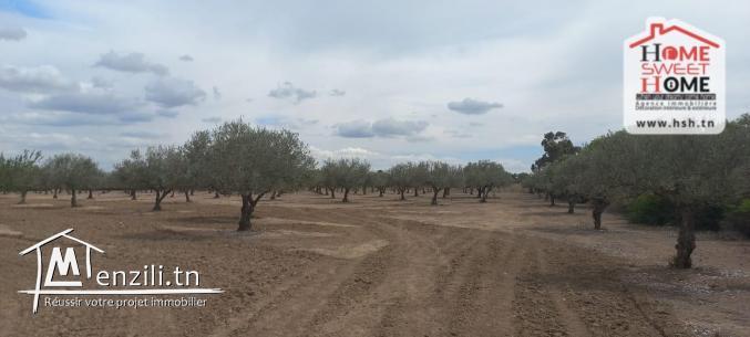 Terrain Agricole Elga à Vendre d'EL Fahs