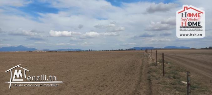 Terrain Agricole Elga à Vendre d'EL Fahs