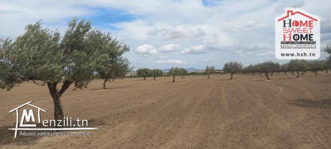 Terrain Agricole Elga à Vendre d'EL Fahs