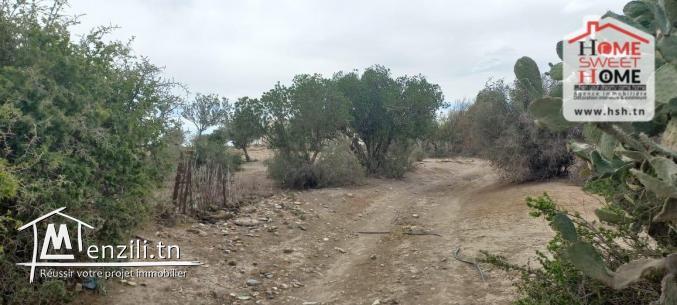 Terrain Agricole Elga à Vendre d'EL Fahs