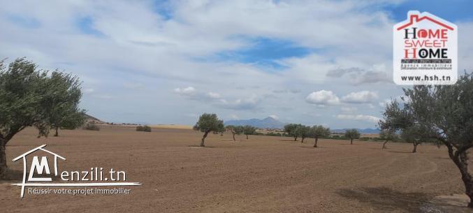 Terrain Agricole Elga à Vendre d'EL Fahs