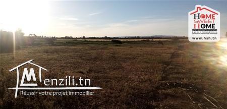 Terrain Agricole Kia A Vendre A Borj Touil