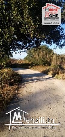 Terrain Agricole Kia A Vendre A Borj Touil