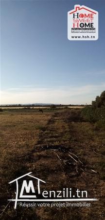 Terrain Agricole Kia A Vendre A Borj Touil