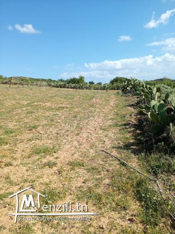 magnifique terrain a beni wael