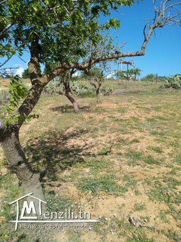 magnifique terrain a beni wael