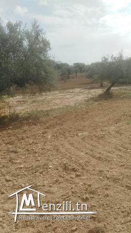 Mnihla des lots de terrain à 200 dinars m2