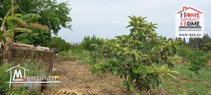 Terrain Agricole Asouja à Vendre à Ghar EL Mellah