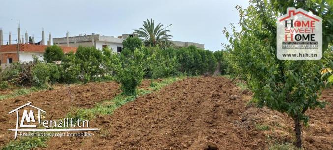 Terrain Agricole Asouja à Vendre à Ghar EL Mellah