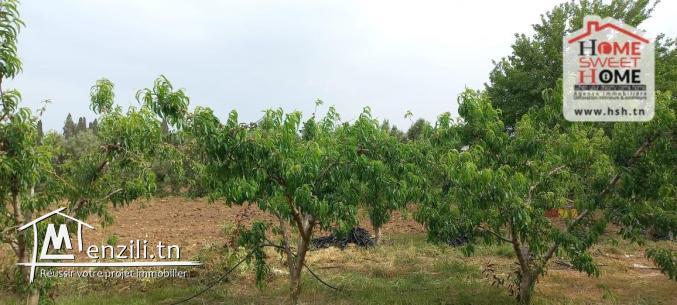 Terrain Agricole Asouja à Vendre à Ghar EL Mellah