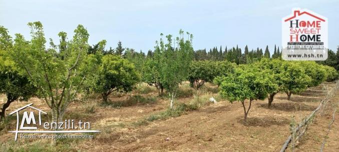 Ferme Al Safwa à Vendre à Ghar EL Mellah