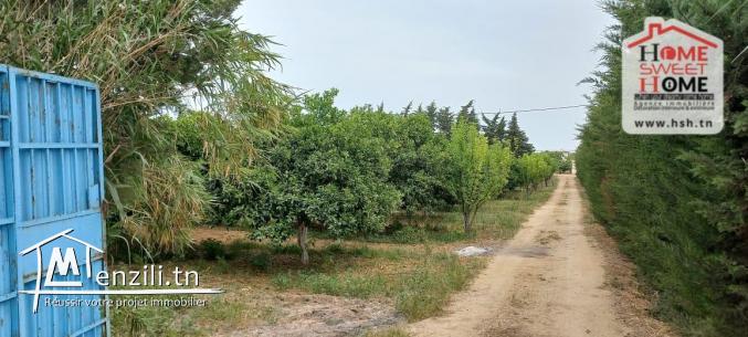 Ferme Al Safwa à Vendre à Ghar EL Mellah