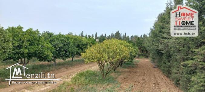 Ferme Al Safwa à Vendre à Ghar EL Mellah