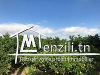 ferme de 14 hectares à morneg