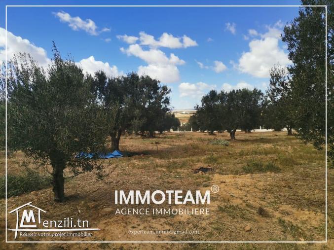 Un beau terrain de 4000 m2 a vendre  à sidi Hammed Hammamet
