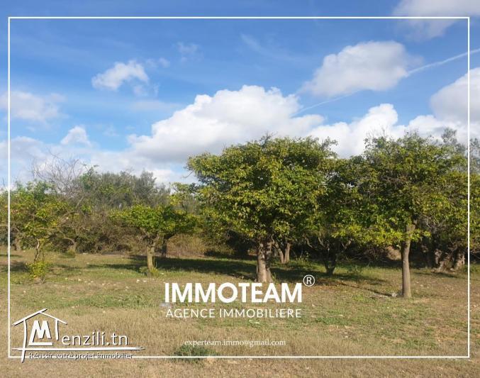 Un terrain a vendre situé à bir bouragba  Hammamet