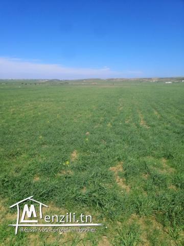 terrain agricole azmour