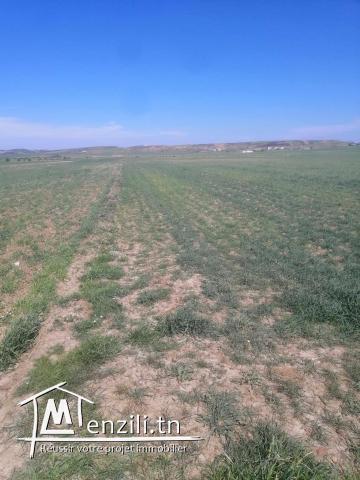 terrain agricole azmour