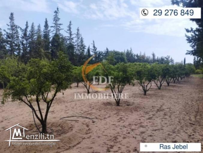 Réf 3353 senia de 4638m² à Ras Jebel Bizerte