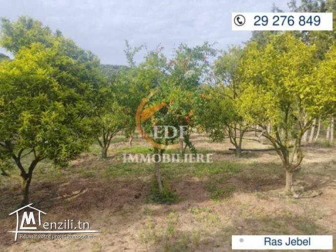 Réf 3353 senia de 4638m² à Ras Jebel Bizerte