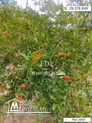 Réf 3353 senia de 4638m² à Ras Jebel Bizerte
