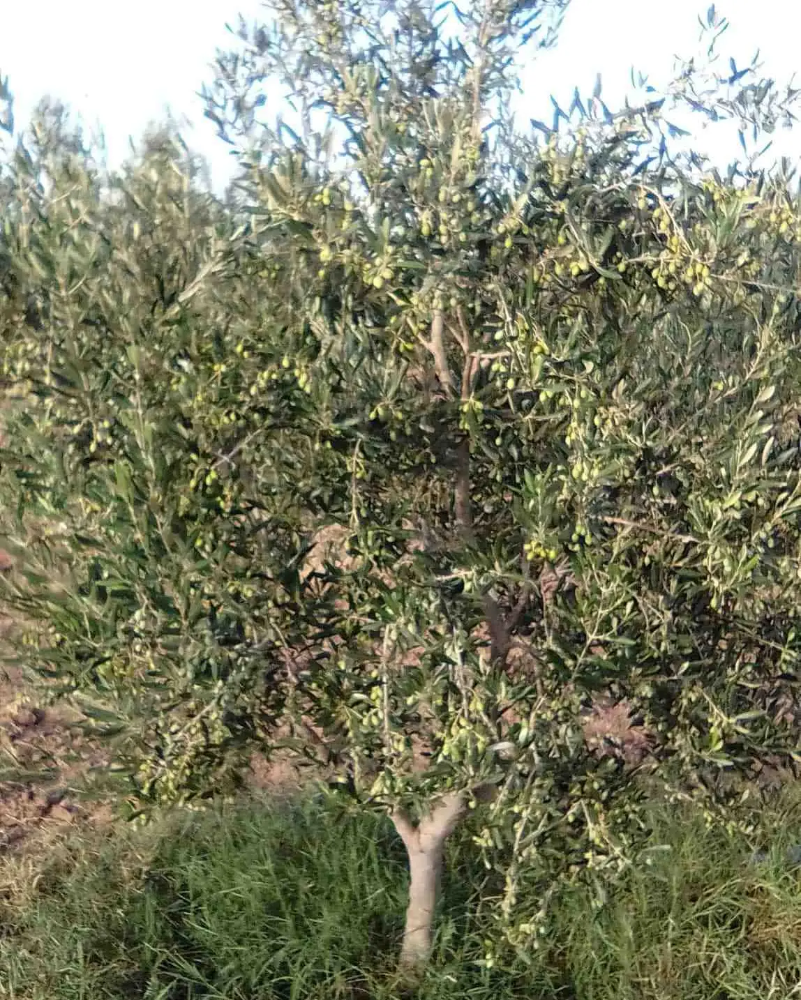 Terrain agricole bouficha Hammamet