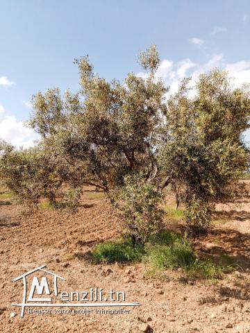 Terrain agricole bouficha Hammamet