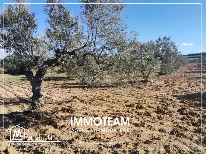 A vendre un terrain de 12500 m2