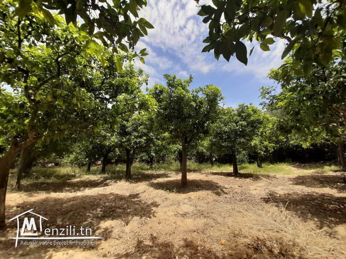 A vendre terrain Agricole
