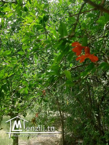 A vendre terrain Agricole